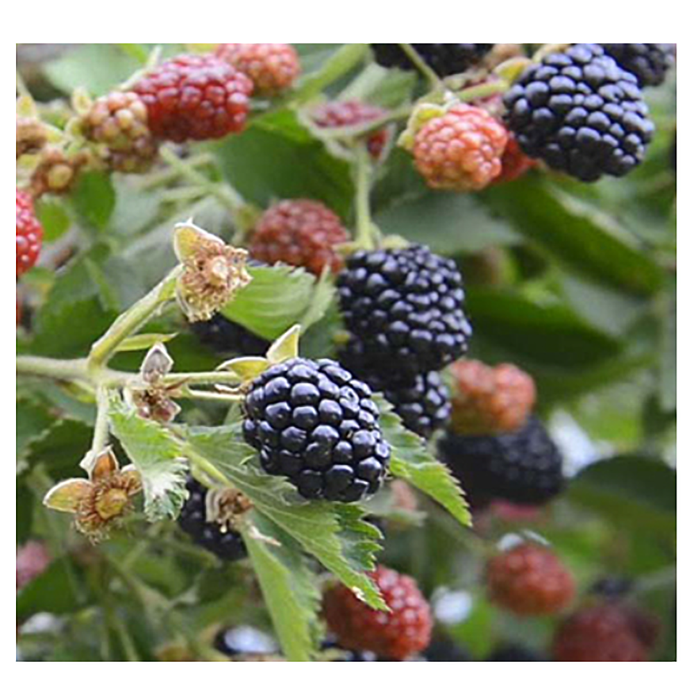 Ежевика Осейдж 1шт.