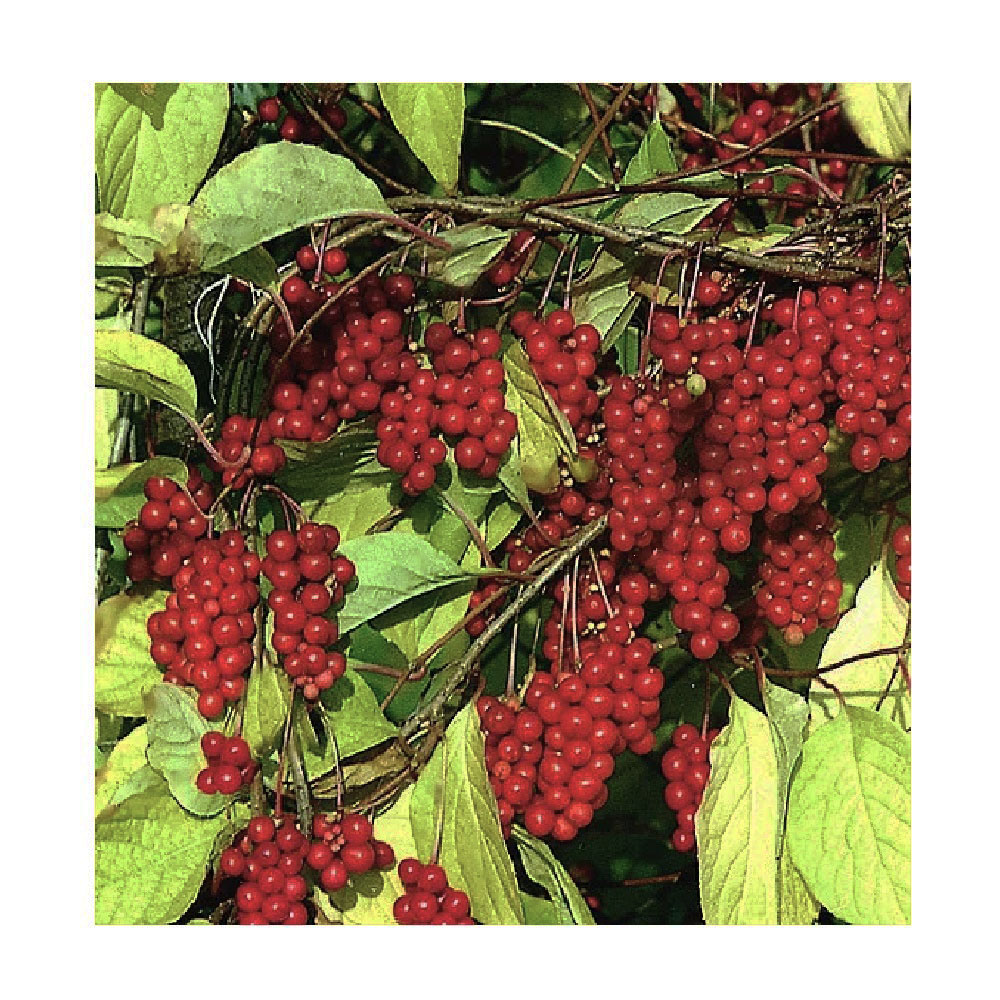Лимонник китайский С2 1шт/Schisandra chinensis