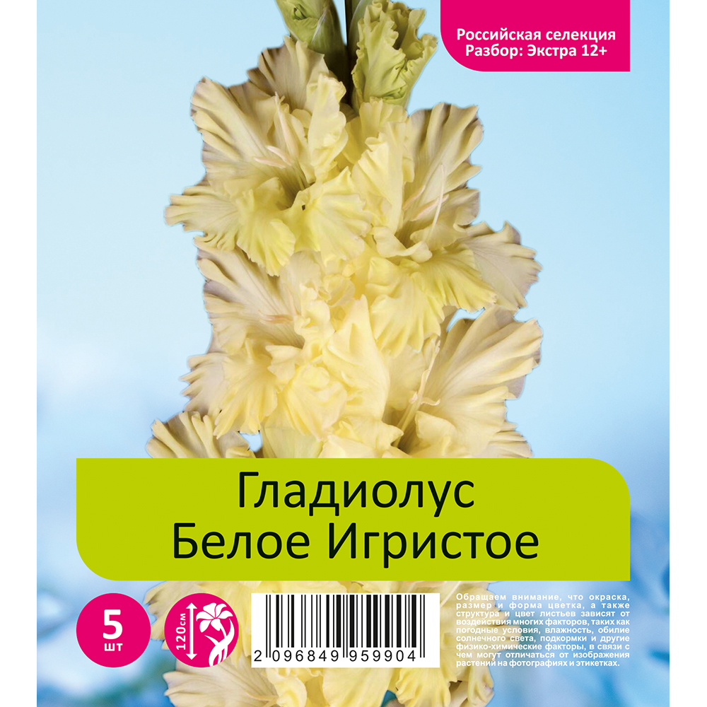 Гладиолус Белое Игристое 5шт  (разбор экстра  12+)