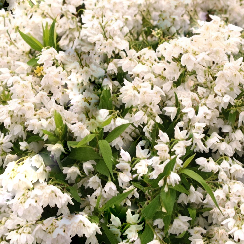 Дейция изящная С5  1шт/Deutzia gracilis