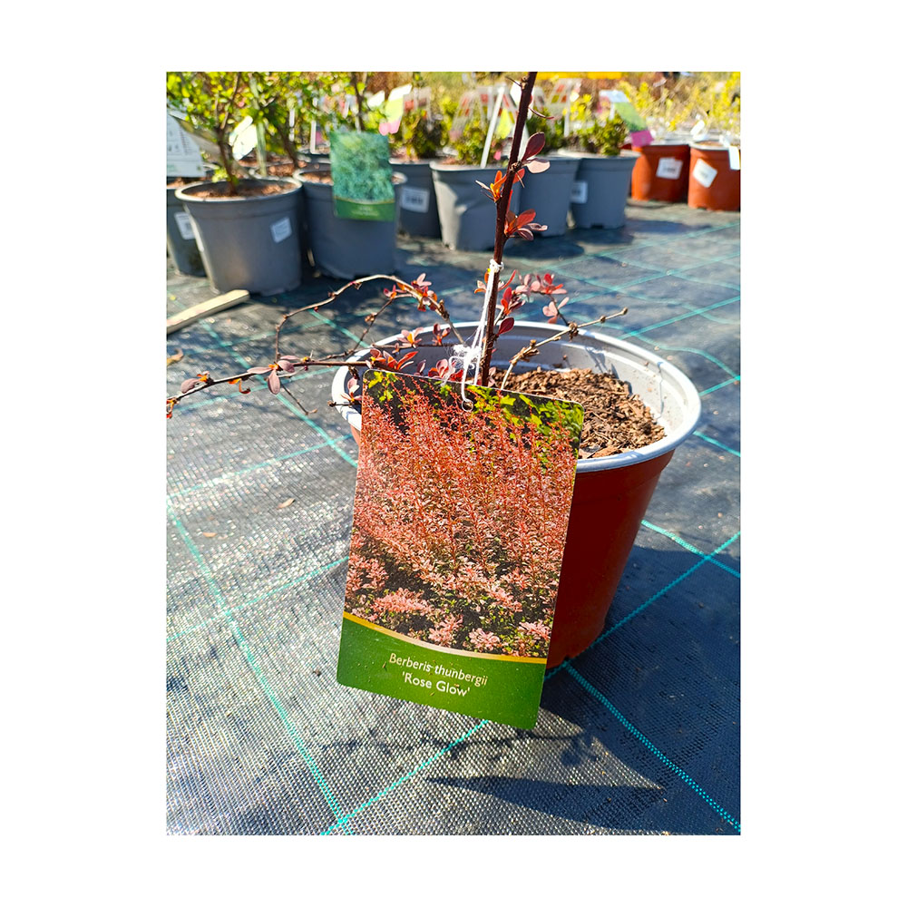 Барбарис Тунберга Роуз Глоу С3  1шт/Berberis thunbergii Rose Glow