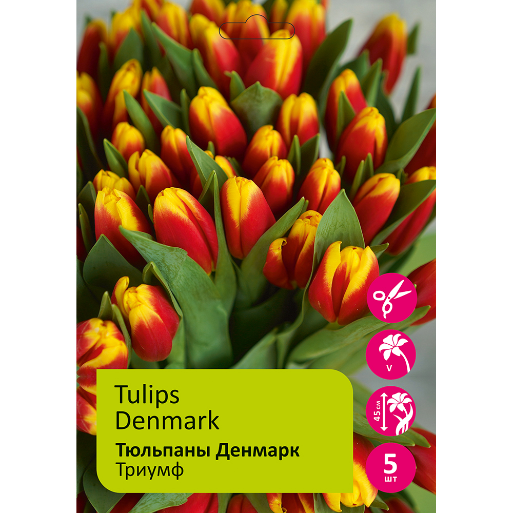 Тюльпаны Денмарк 5шт Триумф 12+/ Tulip Denmark