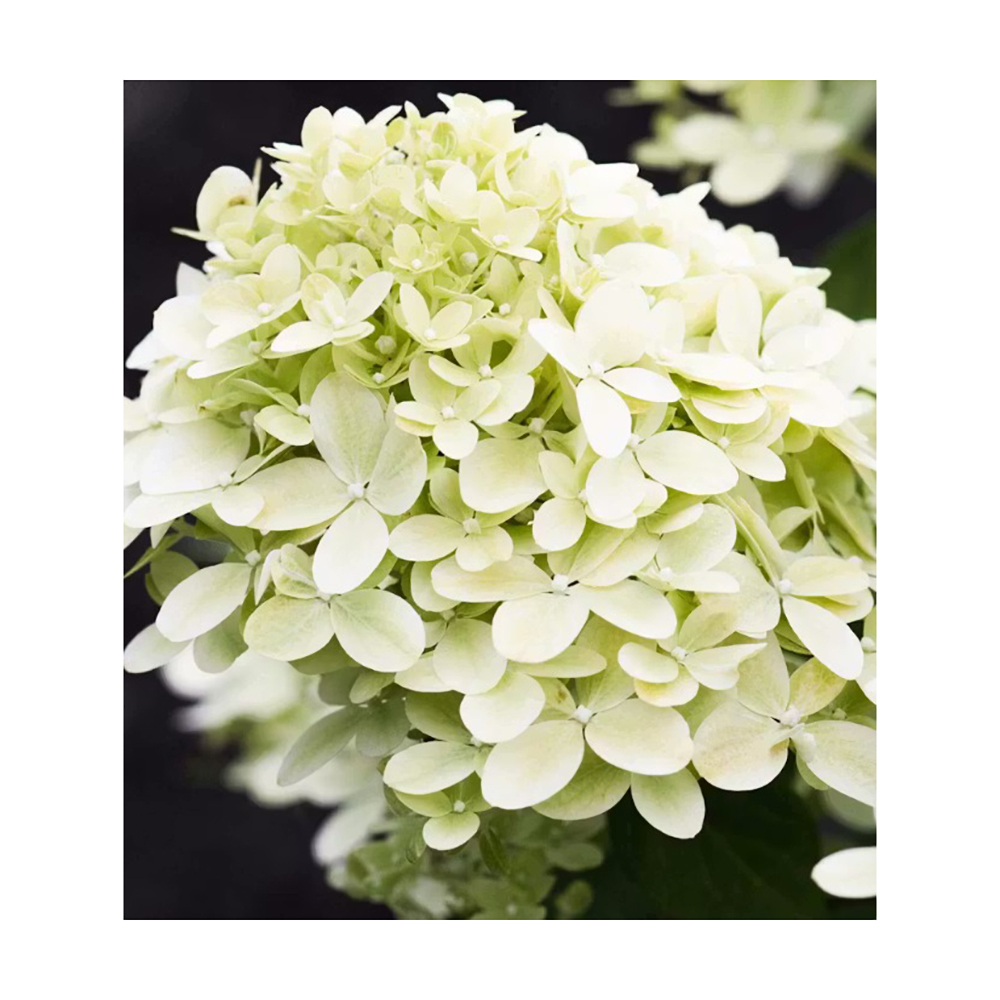 Гортензия метельчатая Ливинг Литл Пэшин С3 1шт/ Hydrangea paniculata LIVING LITTLE PASSION