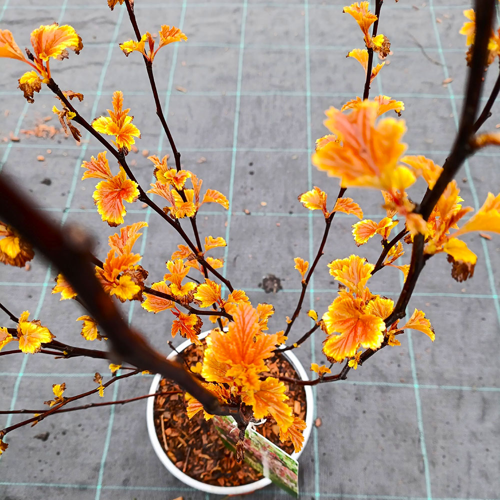 Пузыреплодник калинолистный Литтл Энджел С3 1шт/Physocarpus LITTLE ANGEL