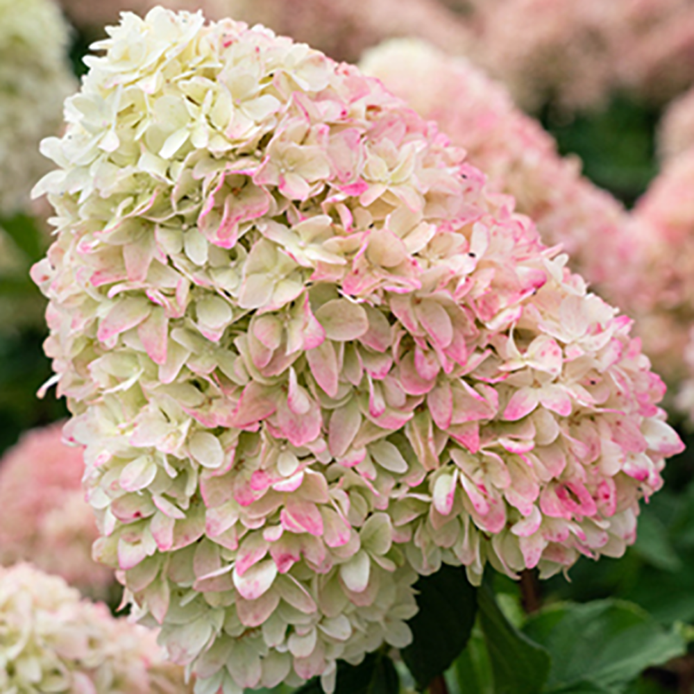 Гортензия метельчатая Кэнди Лав 1шт