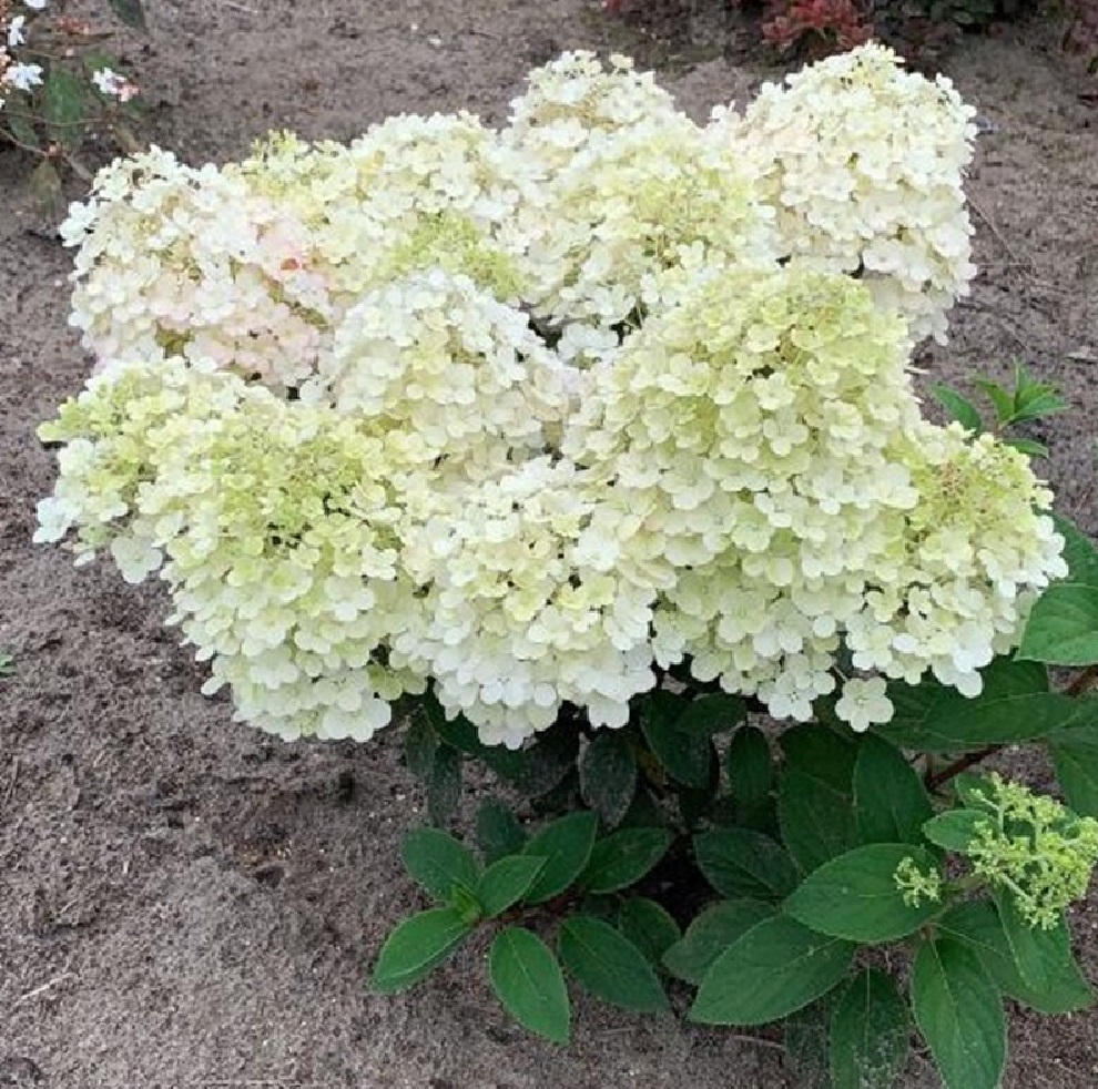 Гортензия метельчатая Литтл Альф1шт