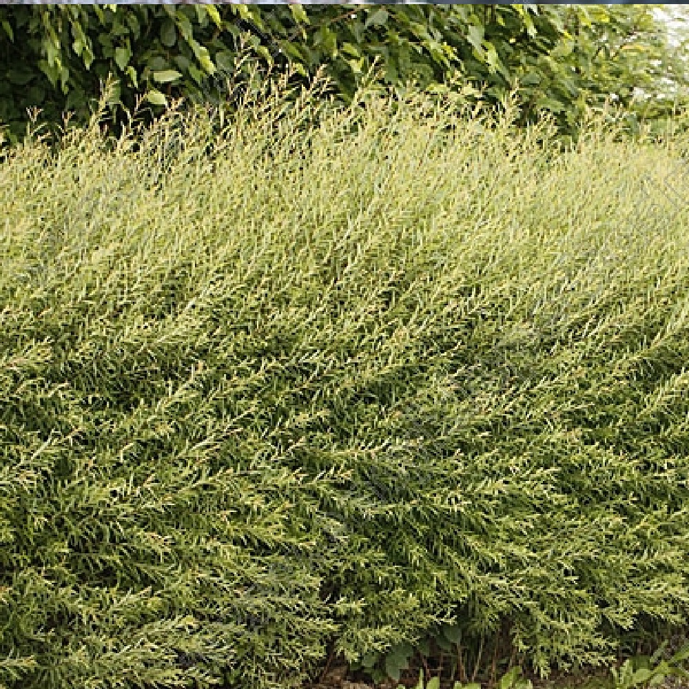 Ива пурпурная Нана С2 (40-60) 1шт/Salix purpurea Nana