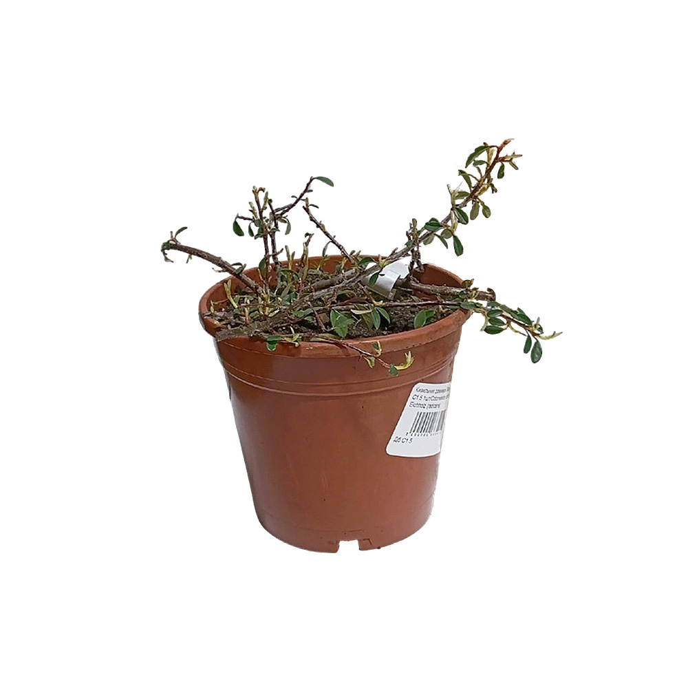 Кизильник даммера Эйхольц С1.5 1шт/Cotoneaster dammeri Eichholz 