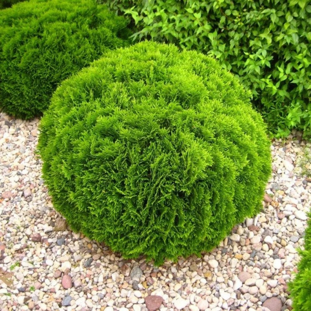 Туя западная Даника С2-3 1шт/ Thuja occidentalis Danica 