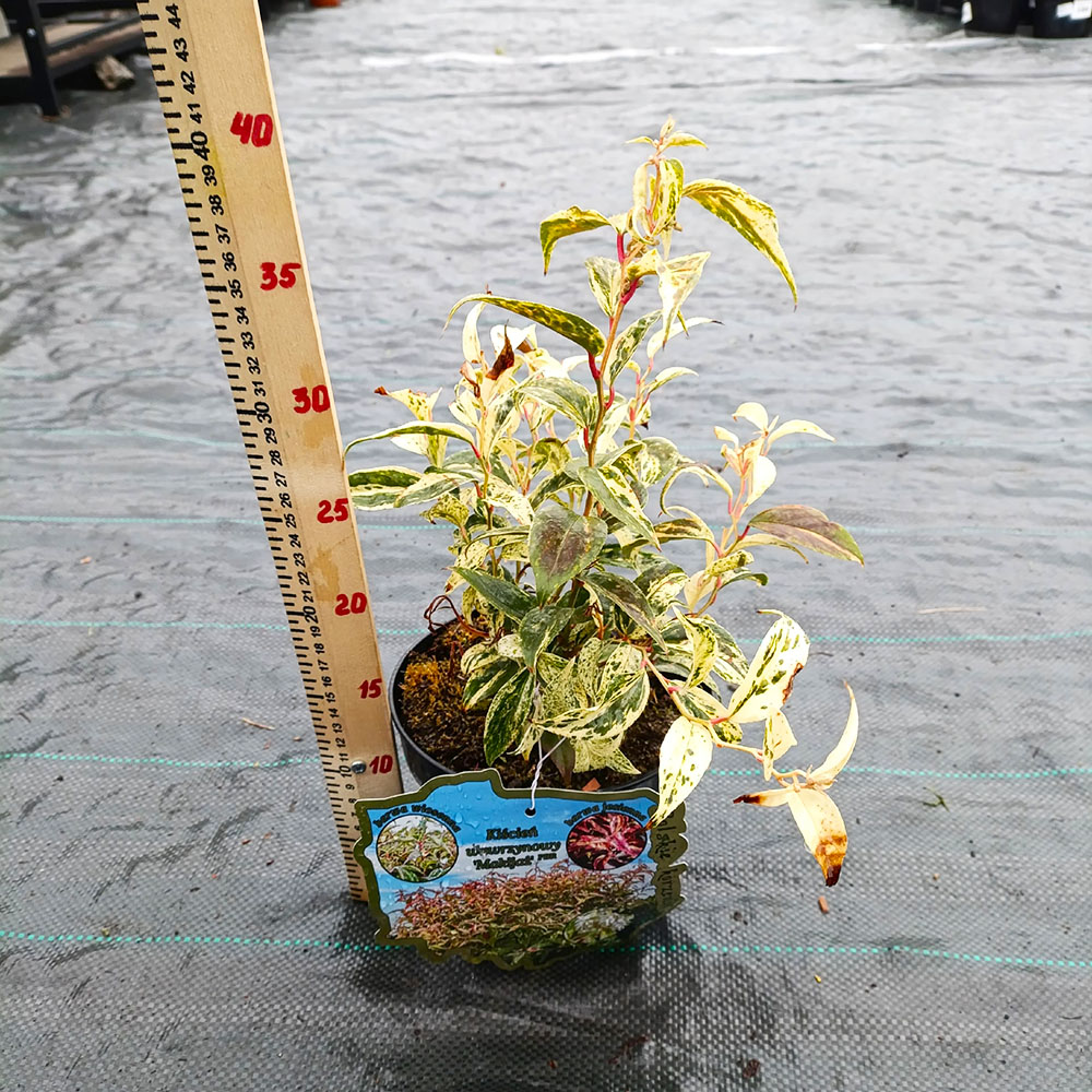 Леукотое фонтанезиана Макияж 1шт С2 / Leucothoe fontanesiana Makijaż