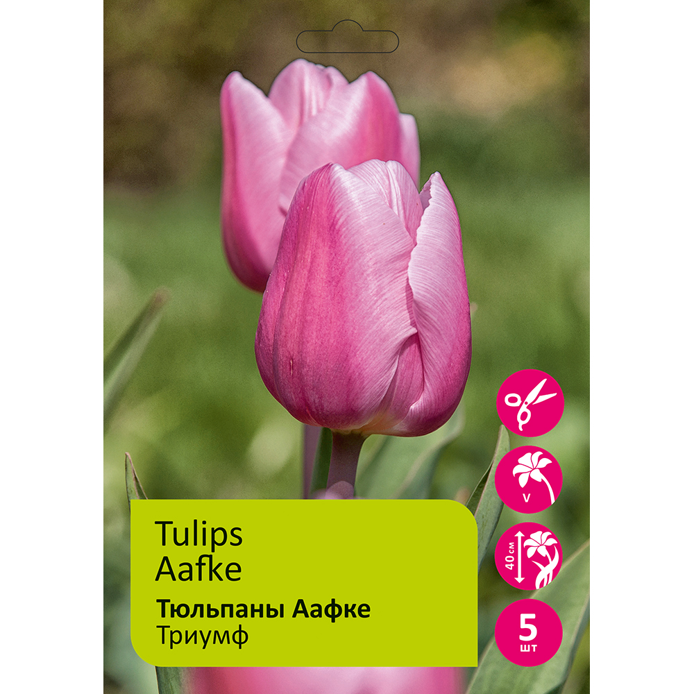 Тюльпаны Аафке 5шт Триумф 11/12 /Tulip Aafke