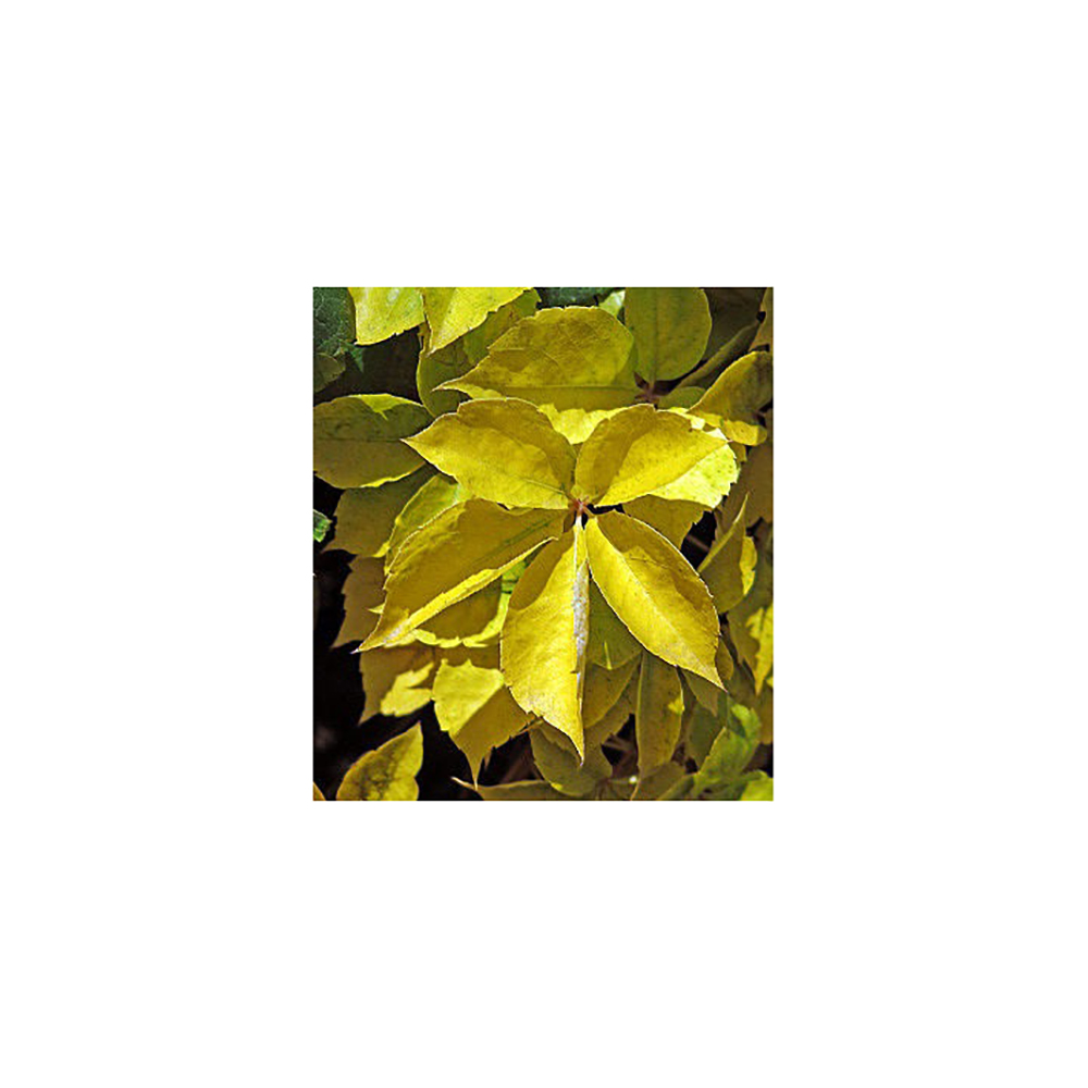 Виноград девичий пятилисточковый Йеллоу Волл С2 1шт/Parthenocissus quinquefolia Yellow Wall