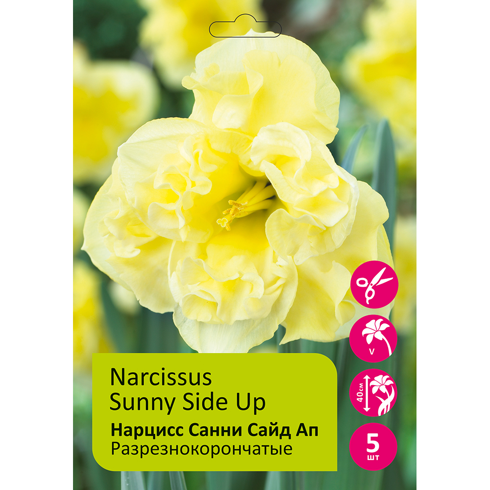 Нарциссы Санни Сайд Ап разрезнокорончатый 5шт 14/16/Narcissus Sunny Side Up