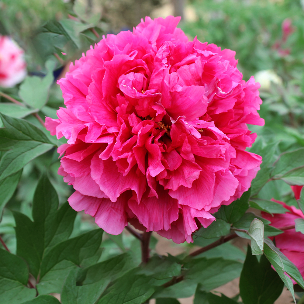 Пион древовидный Король Цветов 1шт/Paeonia Hua Wang (Хуа Ван)