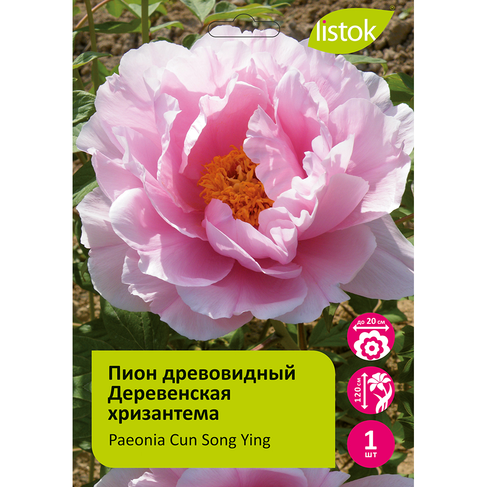 Пион древовидный Деревенская хризантема (Мураматсу -закура) 1шт/Paeonia Cun Song (Цунь Сун Ин) Японсая селекция