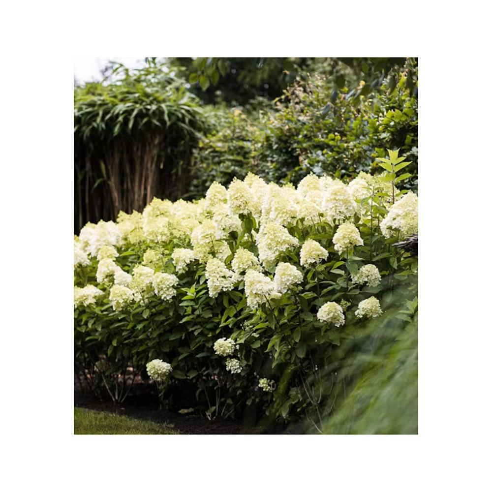 Гортензия метельчатая Литтл Спуки С3 1шт/Hydrangea paniculata LITTLE SPOOKY