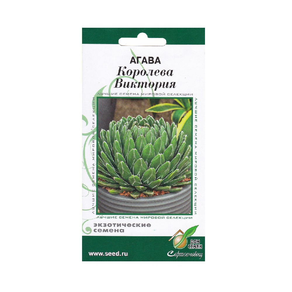 Агава Королева Виктория   /10