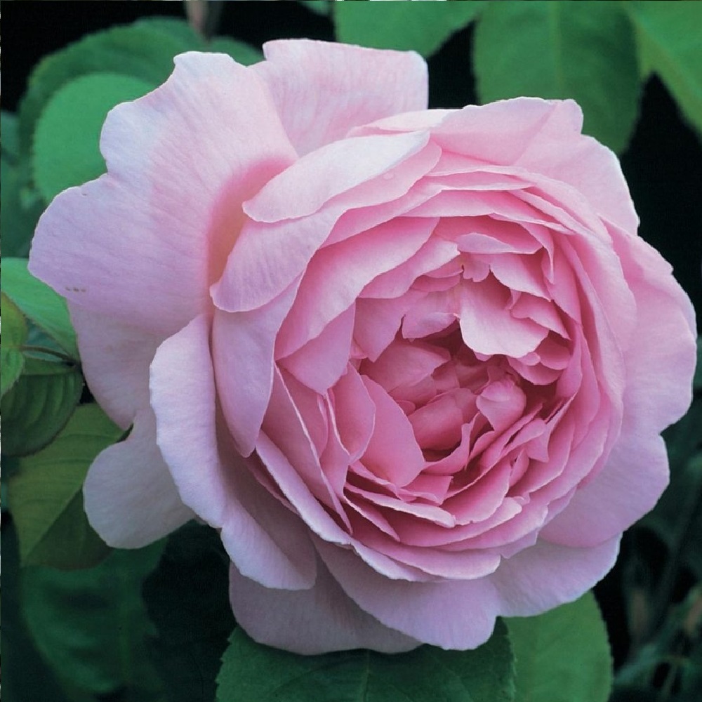 Роза Констанс 1шт английская /12