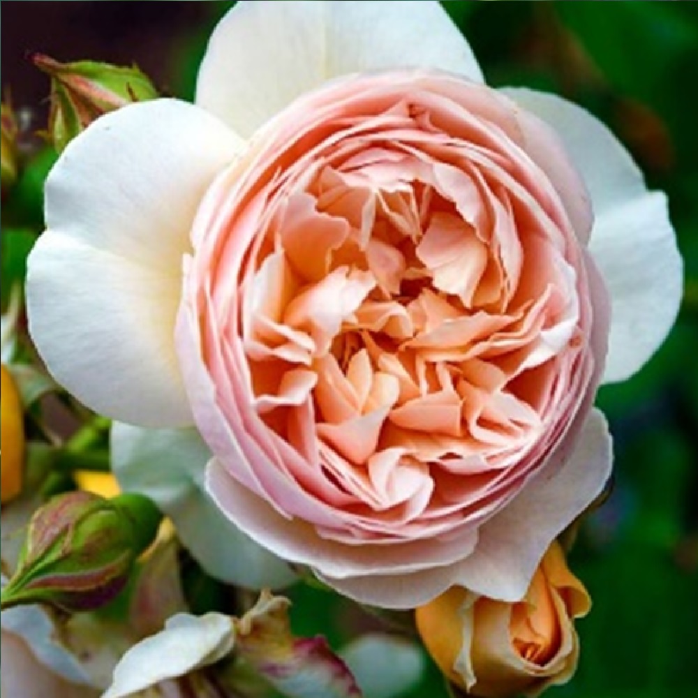 Роза Джульетта чайно-гибридная 1шт. /12