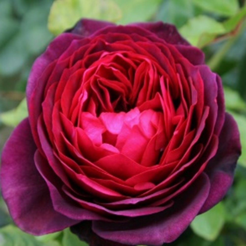 Роза Астрид фон Харденберг шраб 1шт