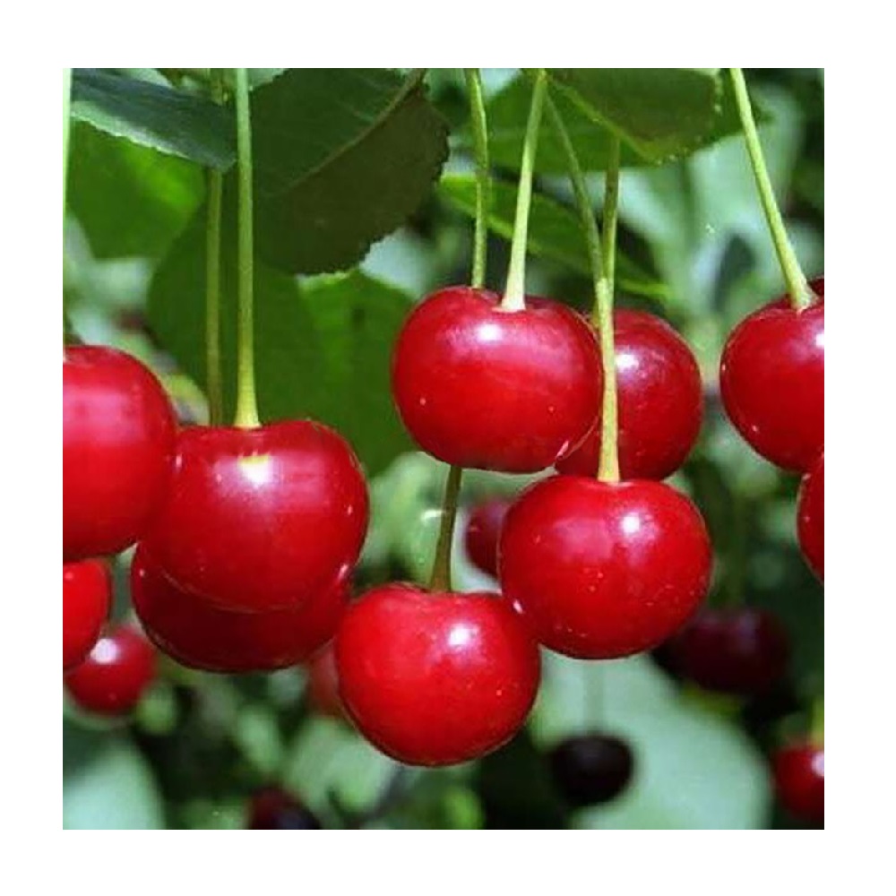 Вишня Краса Севера (дюк) (подвой вишня Магалебская) 1шт.