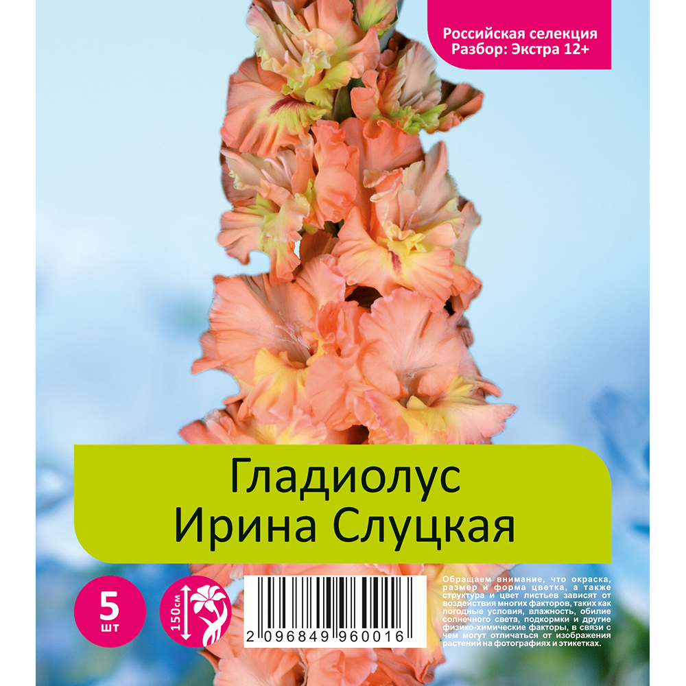 Гладиолус Ирина Слуцкая 5шт (разбор экстра  12+)