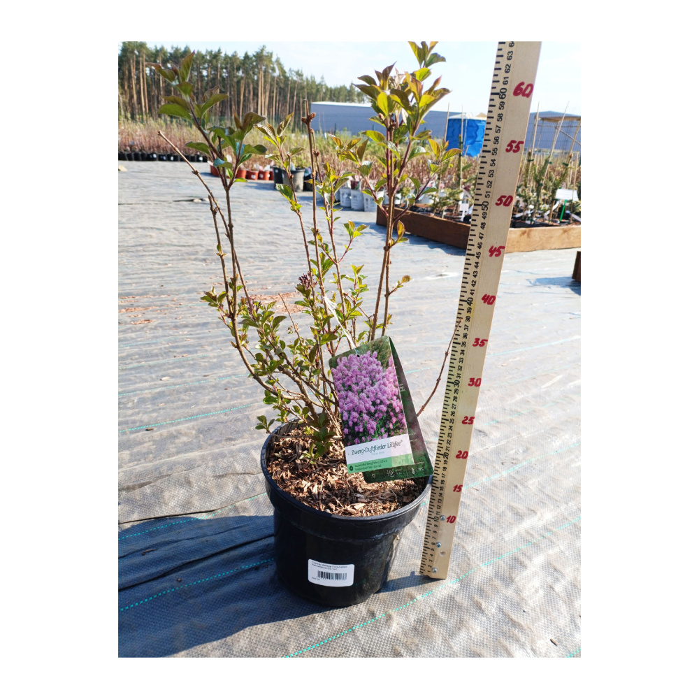 Сирень Мейера Флауэрфеста Пурпл С5 (40-60) 1шт/Syringa meyeri FLOWERFESTA PURPLE