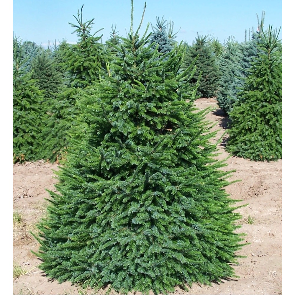 Ель сербская  С60(100-120см) 1шт/Picea omorika