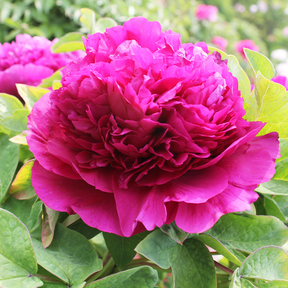 Пион древовидный Гранатовый браслет 1шт/Paeonia Shou an hong (First red) (Шоу Ан Хун)