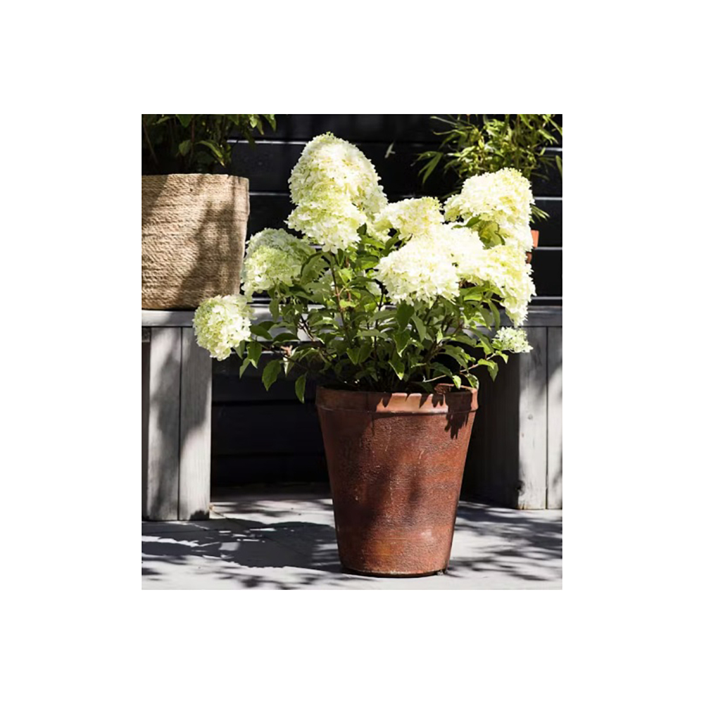 Гортензия метельчатая Ливинг Литл Пэшин С3 1шт/ Hydrangea paniculata LIVING LITTLE PASSION