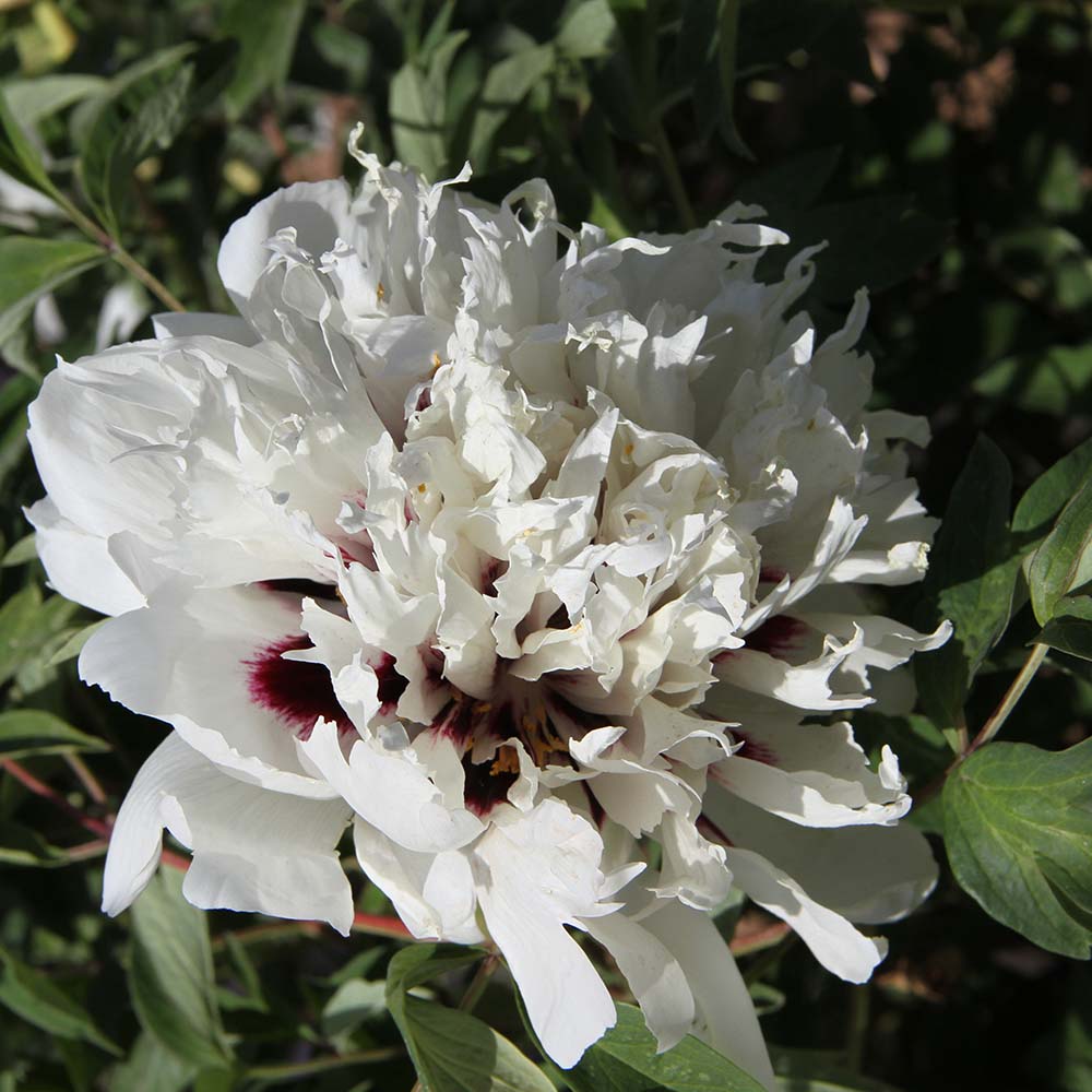 Пион древовидный Белоснежная столица 1шт /Paeonia Jing Yan Ta Xue (Цзин Янь Та Сюэ)