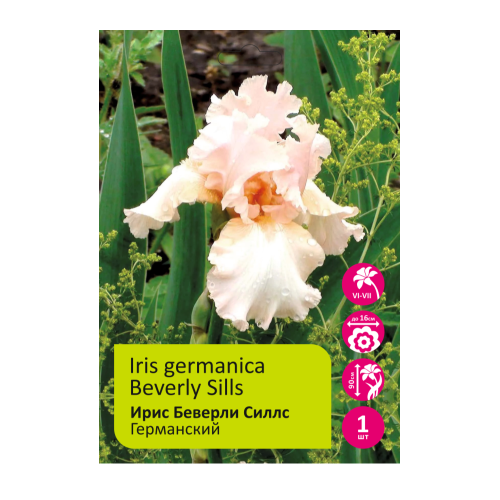 Ирис Беверли Силлс 1шт германский /Iris Germanica Beverly Sills