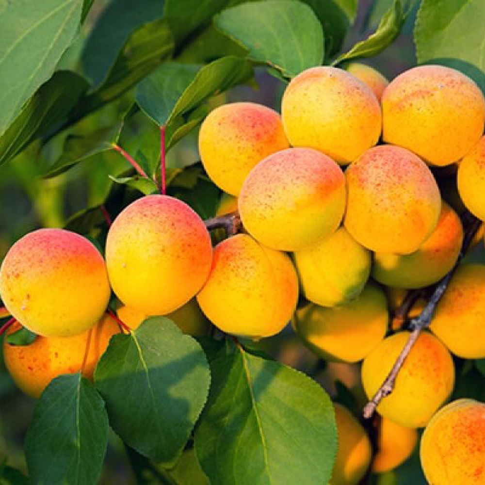 Абрикос Хабаровский С 2-3л 1шт (2х лет саженец)