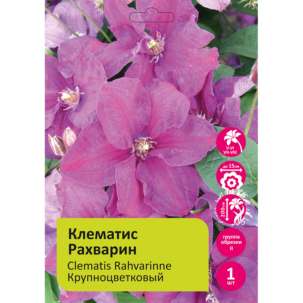 Клематис Рахварин 1шт  гр.обрезки 2/Clematis Rahvarinne