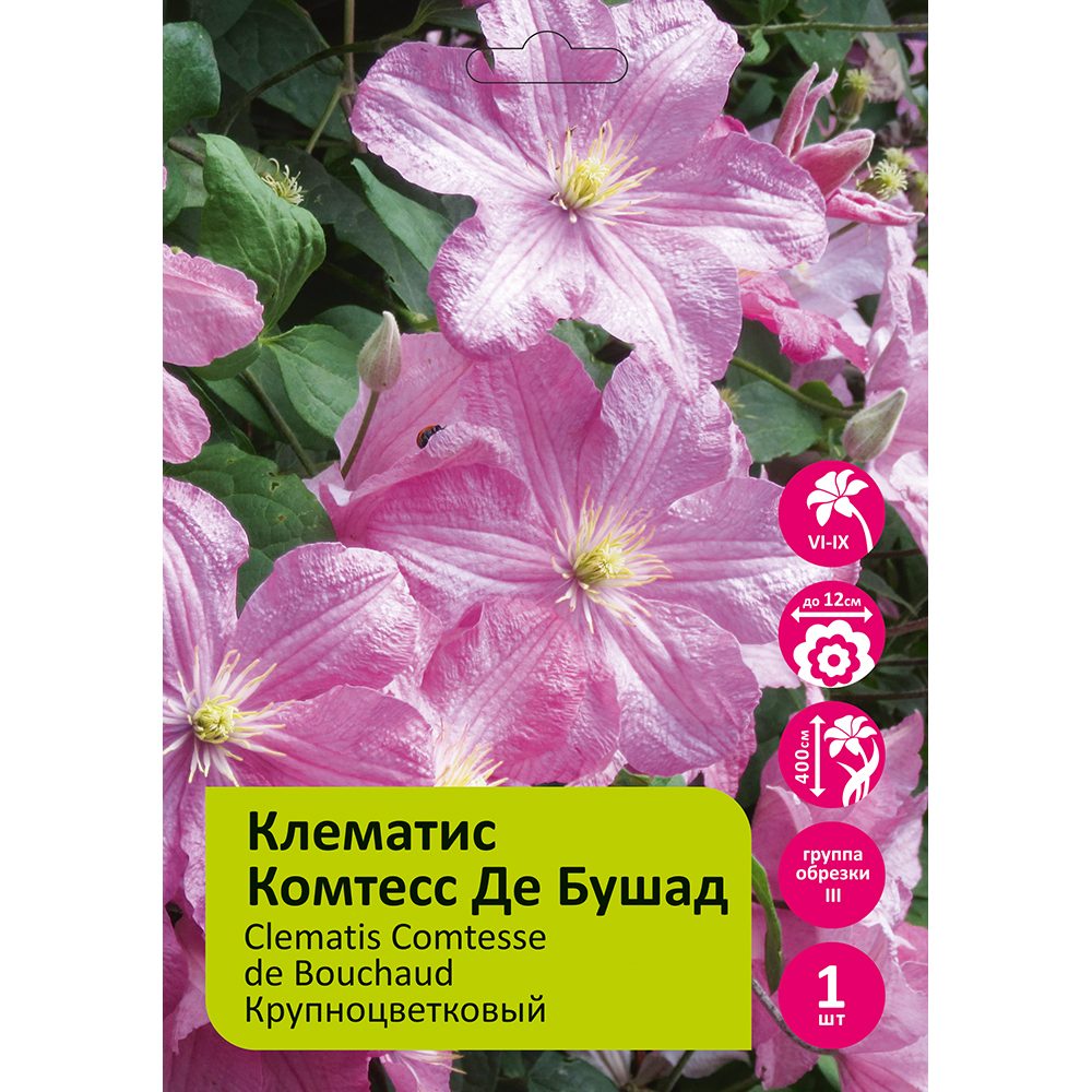 Клематис Комтесс де Бушад 1шт гр.обрезки 3 / Clematis Comtesse de Bouchaud 