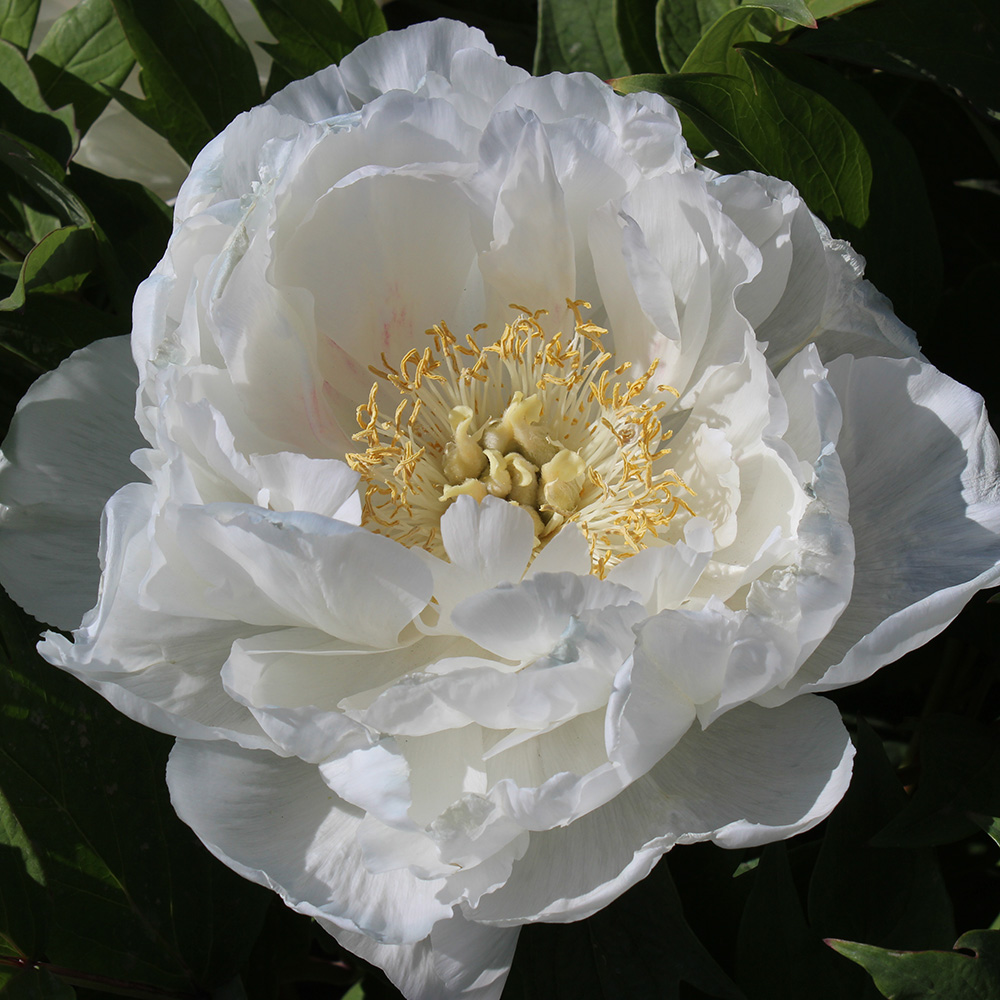 Пион древовидный Белый царский лев 1шт/Paeonia Bai Wang Shi Zi (Бай Ван Ши Цзы)