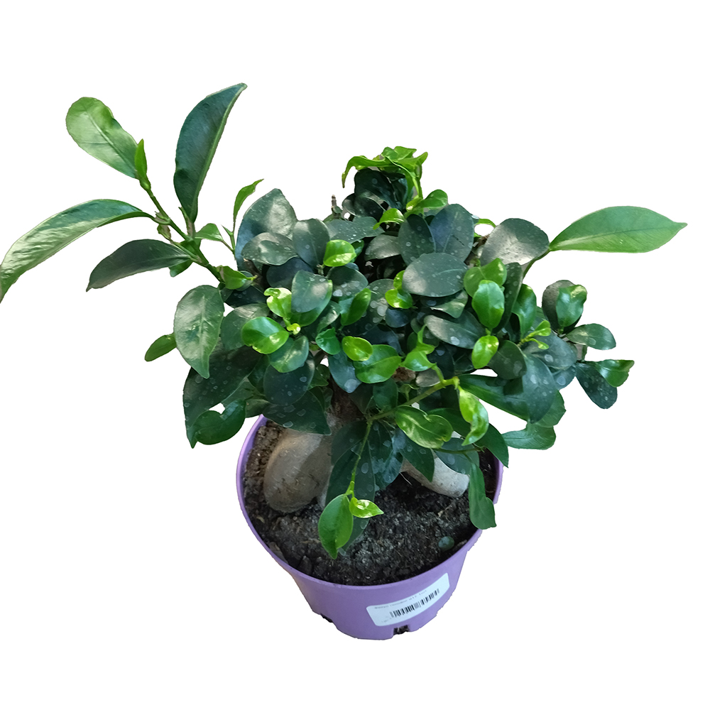 Фикус гинсенг в горшке диаметром 17см/ 1шт