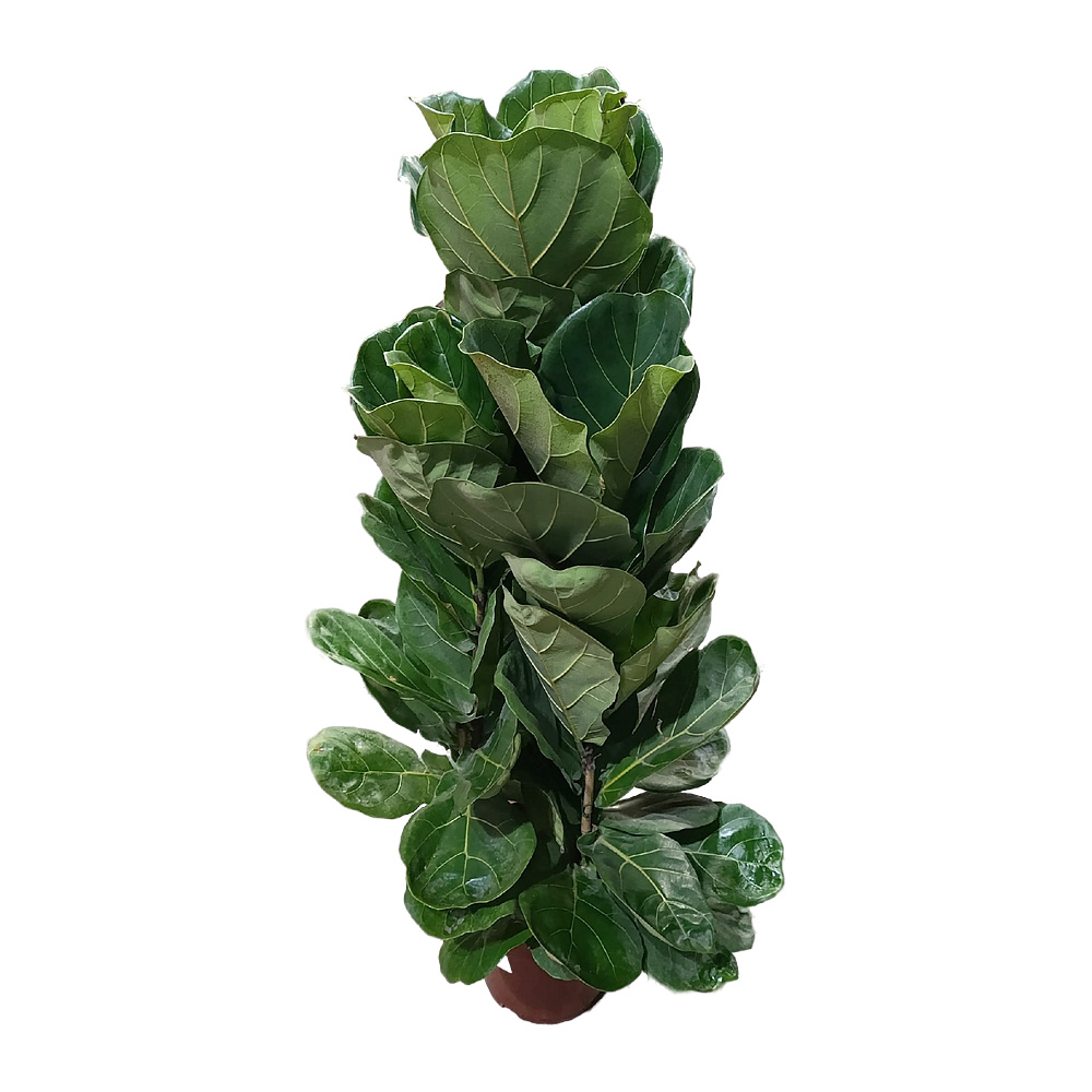 Фикус Лирата Fiddle Leaf Fig д.27