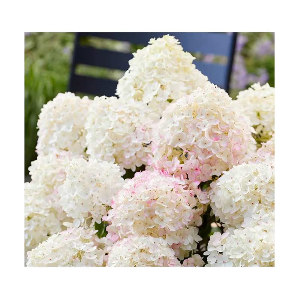 Гортензия метельчатая Квик Файр Фаб С5 1шт /Hydrangea paniculata QUICK FIRE FAB