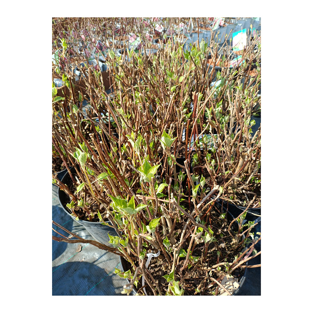 Гортензия древовидная Лайм Рики С20 1шт/Hydrangea arborescens LIME RICKEY