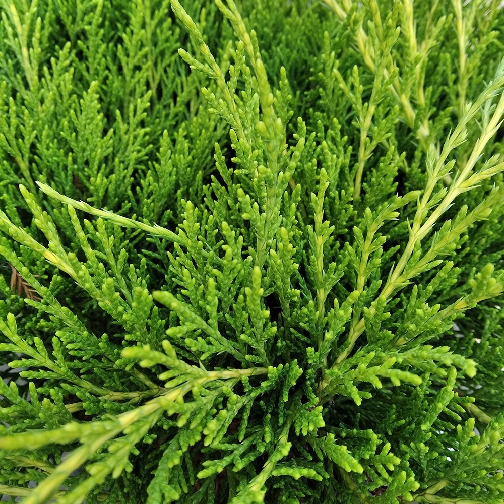 Можжевельник Пфитцера Олд Голд  С15 (высота 60-80см) 1шт/Juniperus pfitzeriana Old Gold