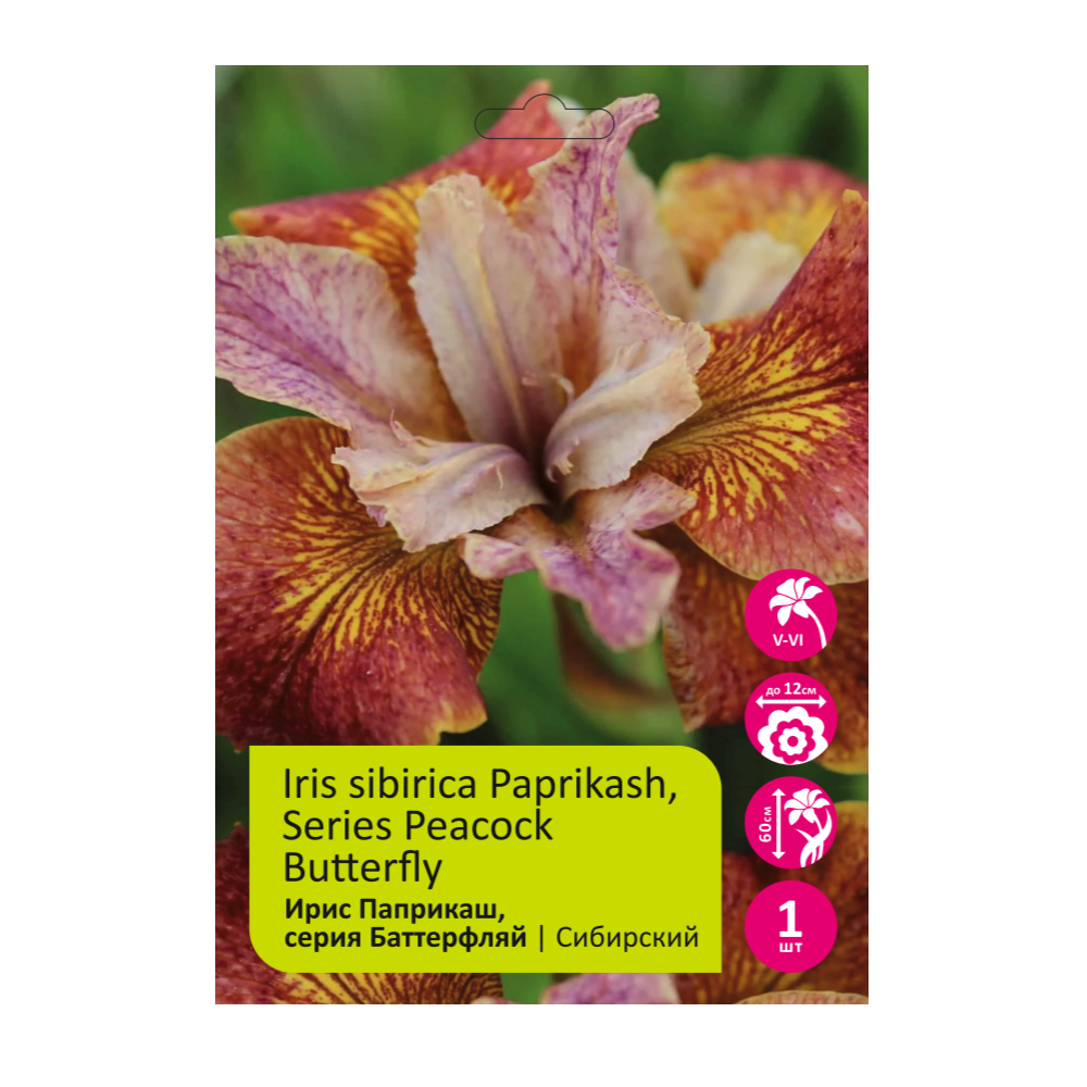 Ирис Паприкаш 1шт сибирский /Iris siberica Paprikash