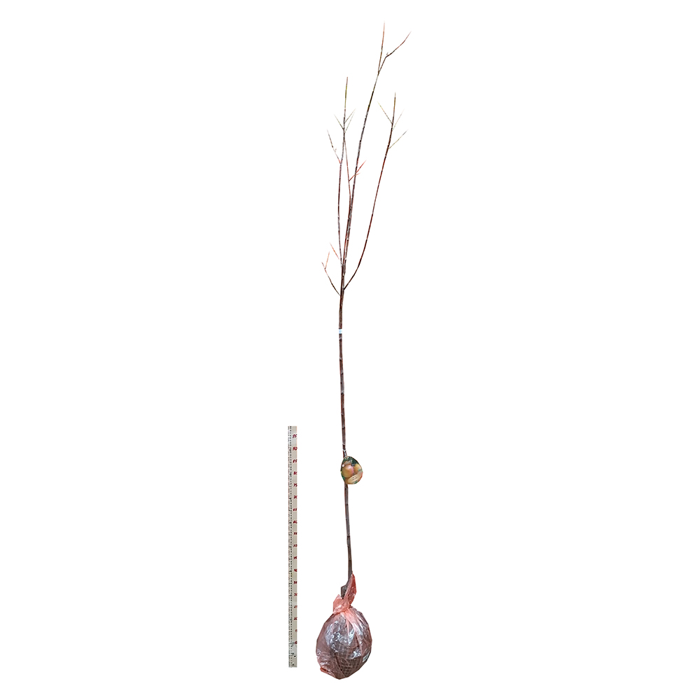 Абрикос Сардоникс (2-х лет) (подвой семенной, алыча/в сетке) 1шт