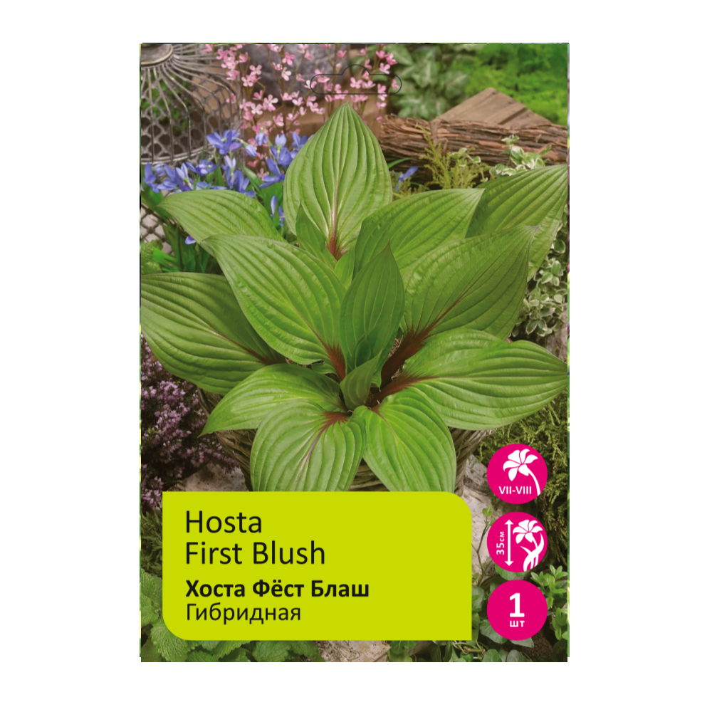 Хоста Фёст Блаш 1шт /Hosta First Blush