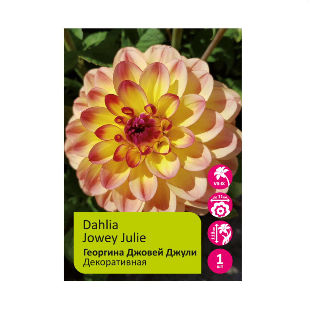 Георгина Джовей Джули(Джоуи Джули) 1шт / Dahlia Jowey Julie