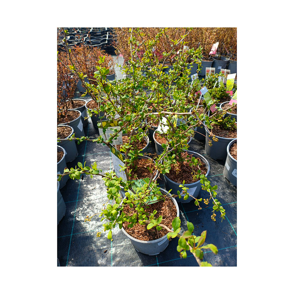 Барбарис Индиан Саммер С3 1шт /Berberis Indian Summer