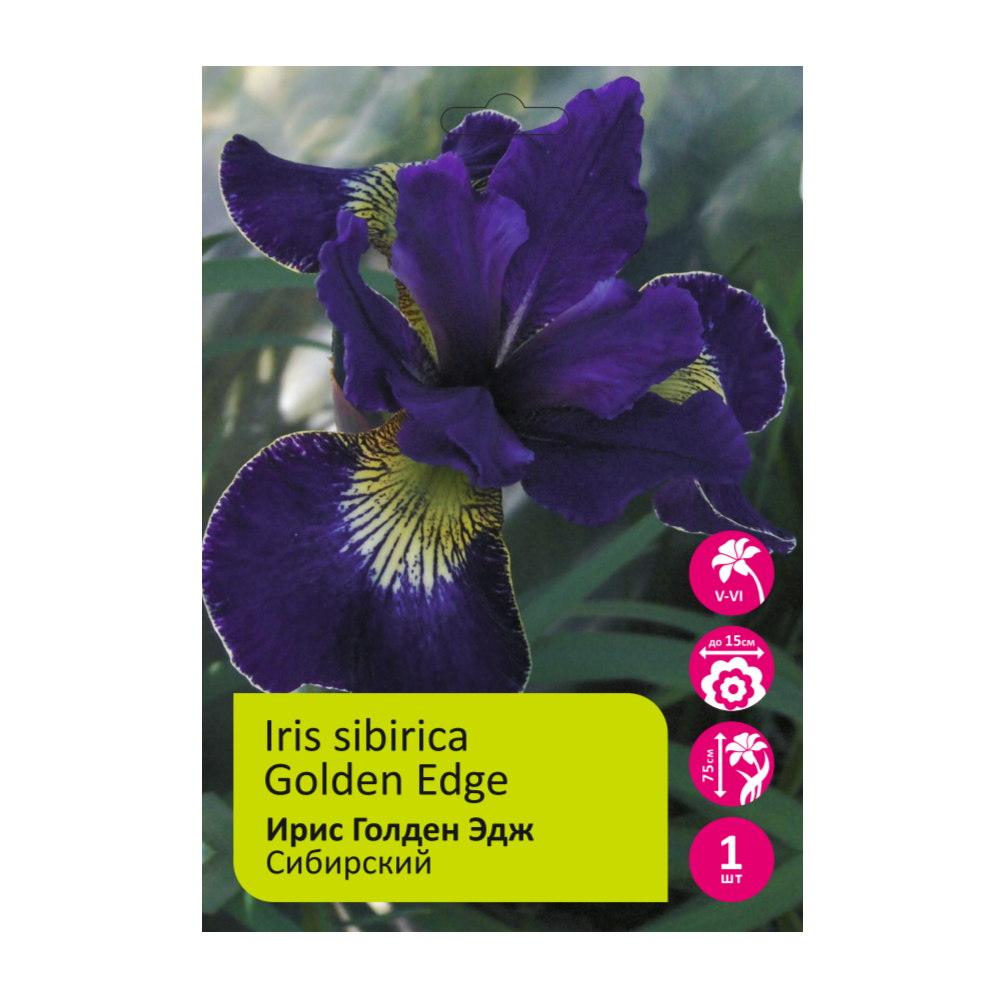 Ирис Голден Эдж 1шт сибирский /Iris sibirica Golden Edge