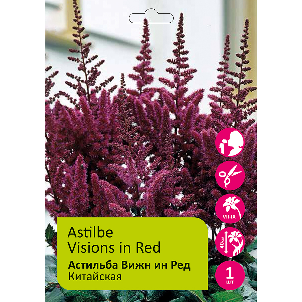 Астильба Вижн Ин Ред 1шт 2/3 /Astilbe Visions in Red