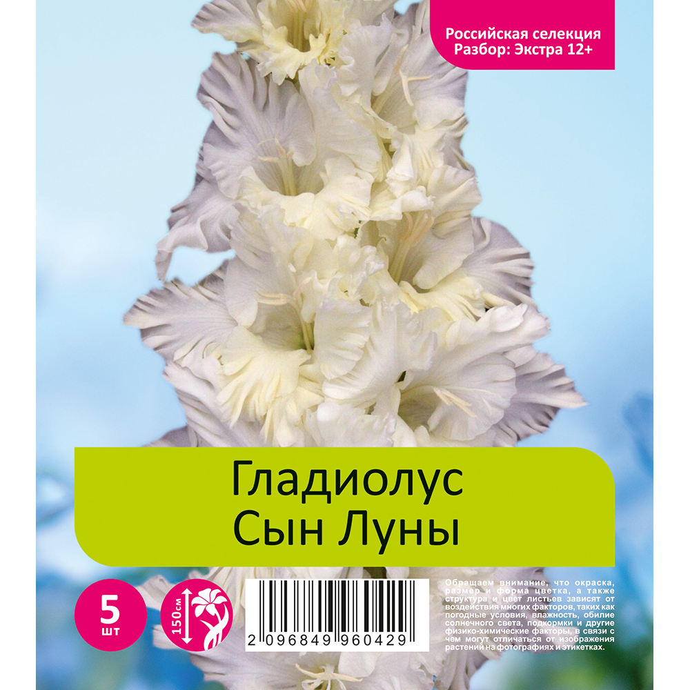 Гладиолус Сын Луны 5шт (разбор экстра  12+)