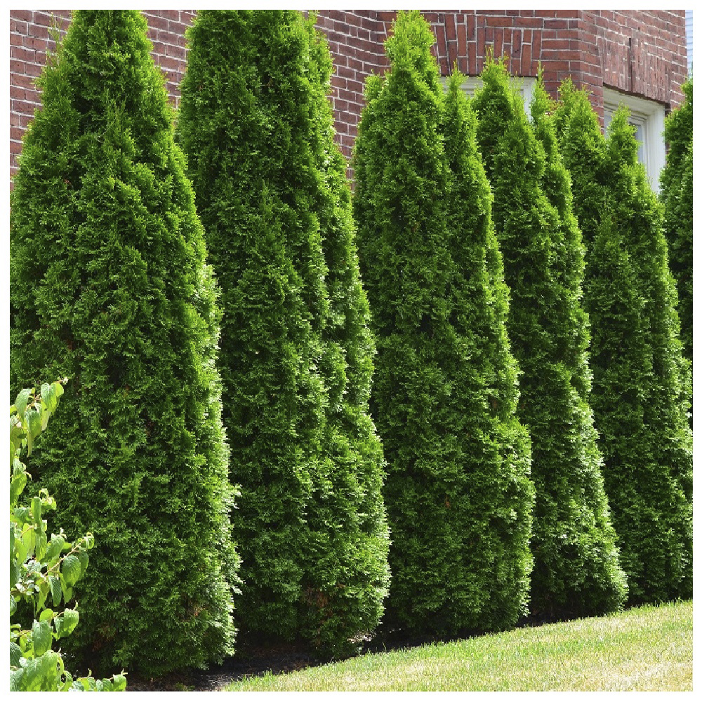 Туя западная Смарагд  С54 240-260 1шт /Thuja occidentalis Smaragd